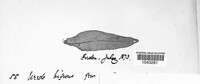 Uromyces rumicis image